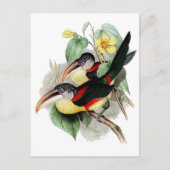 Aracari-Kraut Postkarte (Vorderseite)