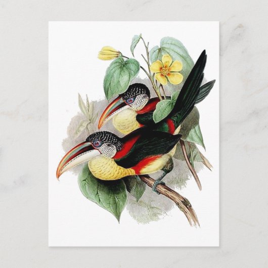 Aracari-Kraut Postkarte (Vorderseite)