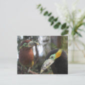 Aracari Poca # 3 Postkarte (Stehend Vorderseite)