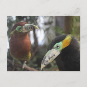Aracari Poca # 3 Postkarte