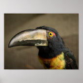 Aracari Poster (Vorne)
