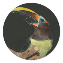 Aracari