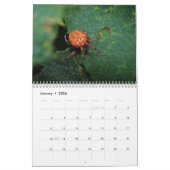 Arachnida Kalender (Jan 2026)