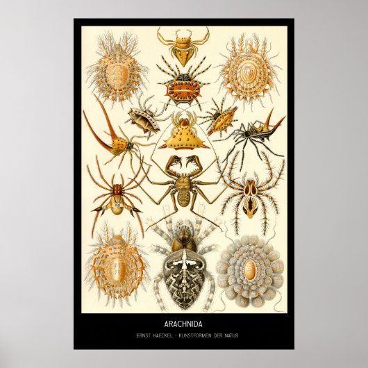 Arachnida - Plate 58 - Kunstformen der Natur Poster (Vorne)