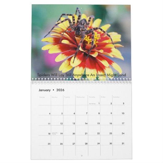 Arachnider Kalender (Jan 2026)