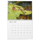 Arachnider Kalender (Feb 2026)