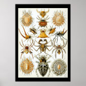 Arachnids von Ernest Haeckel poster (Vorne)