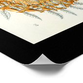 Arachnids von Ernest Haeckel poster (Ecke)