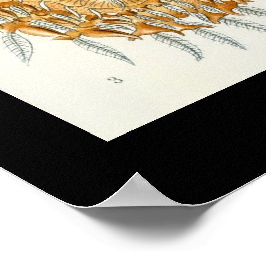 Arachnids von Ernest Haeckel poster (Ecke)