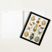 Arachnids von Ernest Haeckel Vintage Poster Planer (Anzeige)