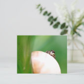 Araignée saltique "la sauteuse" postkarte (Stehend Vorderseite)