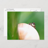 Araignée saltique "la sauteuse" postkarte (Vorne/Hinten)