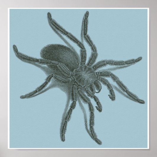 Aranea Avicularia, Black Cuban Spider Poster (Vorne)