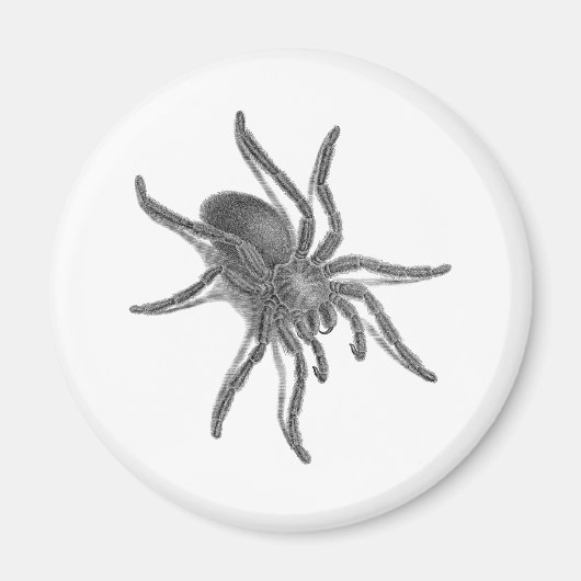 Aranea Avicularia, Schwarzer Kubanischer Spider Magnet (Vorne)