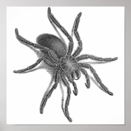 Aranea Avicularia, Schwarzer Kubanischer Spider Poster (Vorne)