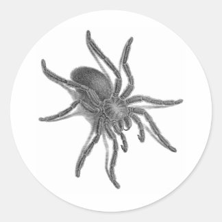 Aranea Avicularia, Schwarzer Kubanischer Spider Runder Aufkleber