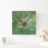 Araneus - Kugel-Weber-Spinne Quadratische Wanduhr (Zuhause)