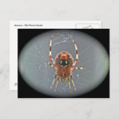 Araneus Orb Weaver Spider Postkarte (Vorne/Hinten)