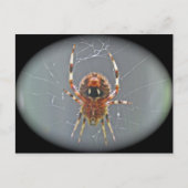Araneus Orb Weaver Spider Postkarte (Vorderseite)