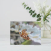 Araneus Orb Web Spider in Web Postcard Postkarte (Stehend Vorderseite)