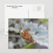 Araneus Orb Web Spider in Web Postcard Postkarte (Vorne/Hinten)