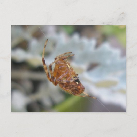 Araneus Orb Web Spider in Web Postcard Postkarte (Vorderseite)