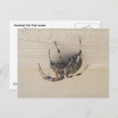Araneus Orb Web Spider Postcard Postkarte (Vorne/Hinten)