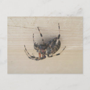 Araneus Orb Web Spider Postcard Postkarte