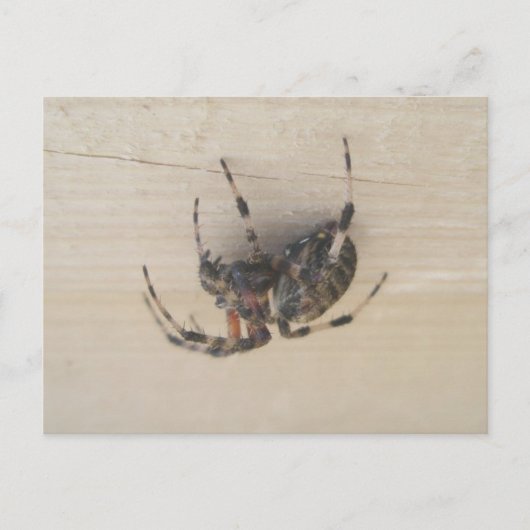 Araneus Orb Web Spider Postcard Postkarte (Vorderseite)