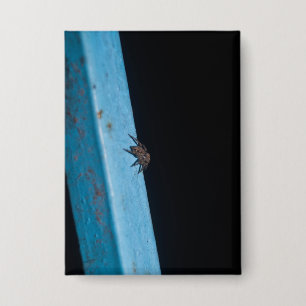 Araneus ventricosus button