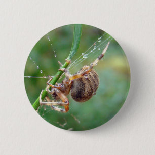 Araneus - Weaver Spider Button