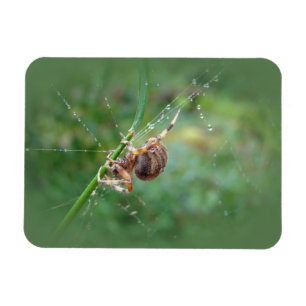 Araneus - Weaver Spider Magnet