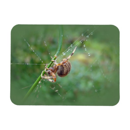 Araneus - Weaver Spider Magnet (Horizontal)