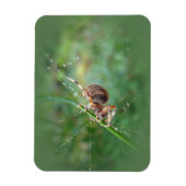 Araneus - Weaver Spider Magnet (Vertikal)