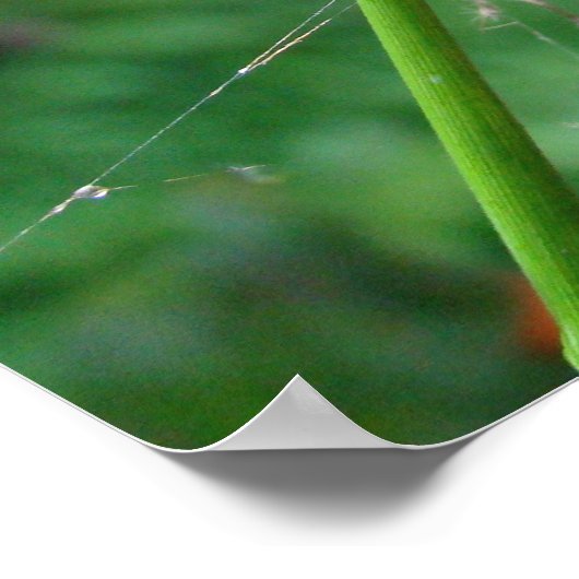 Araneus - Weaver Spider Poster (Ecke)