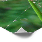 Araneus - Weaver Spider Poster (Ecke)