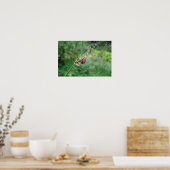 Araneus - Weaver Spider Poster (Küche)