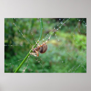 Araneus - Weaver Spider Poster