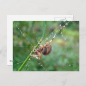 Araneus - Weaver Spider Postkarte (Vorne/Hinten)