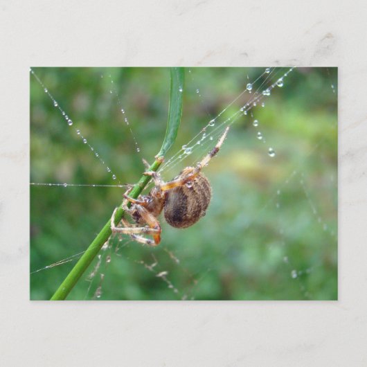 Araneus - Weaver Spider Postkarte (Vorderseite)
