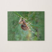 Araneus - Weaver Spider Puzzle (Horizontal)