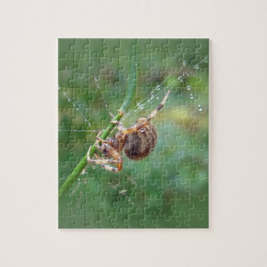 Araneus - Weaver Spider Puzzle (Vertikal)
