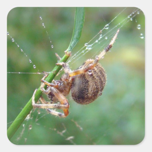 Araneus - Weaver Spider Quadratischer Aufkleber (Vorderseite)