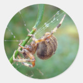 Araneus - Weaver Spider Runder Aufkleber (Vorderseite)