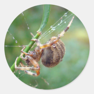 Araneus - Weaver Spider Runder Aufkleber