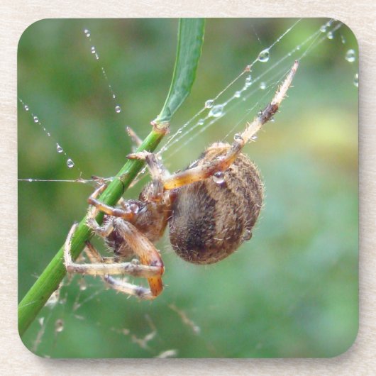 Araneus - Weaver Spider Untersetzer (Vorderseite)