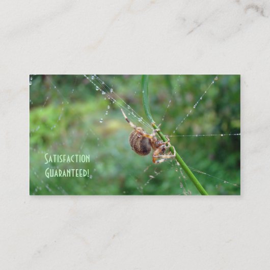 Araneus - Weaver Spider Visitenkarte (Rückseite)