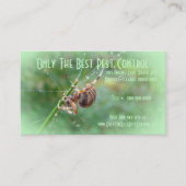 Araneus - Weaver Spider Visitenkarte (Vorderseite)