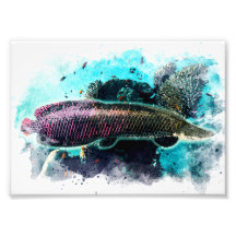 Arapaima Monster Fisch Pirarucu Paichu