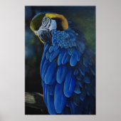 Arara Canindé Poster (Vorne)